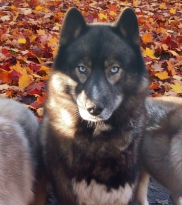 Stayin my life forever of Moonlight's Rhapsoody Of Moonlight's Rhapsody