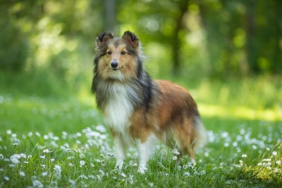 https://chiens-de-france.com/photo/chiens/2025_12/tn200/TN200_2025121516443669402ce497014.jpg