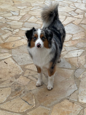 https://chiens-de-france.com/photo/chiens/2025_12/tn200/TN200_20251215193029694053c513ec4.jpeg