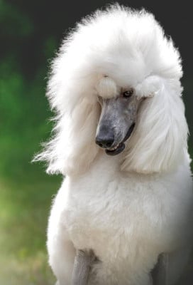 https://chiens-de-france.com/photo/chiens/2025_12/tn200/TN200_202512181235556943e71b111ed.jpg