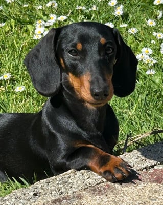 https://chiens-de-france.com/photo/chiens/2025_12/tn200/TN200_2025121816383769441ffd01236.jpg