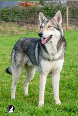 CH. Khalibisnya Maginwulf Ryuk