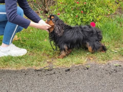 Enrico vom erlenbacher hemmerich