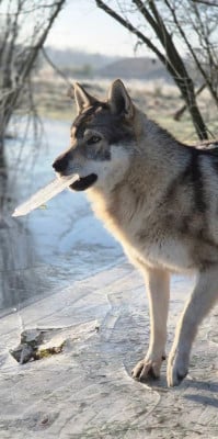 athanor lupus Robert Plant Sing Immigrant Song