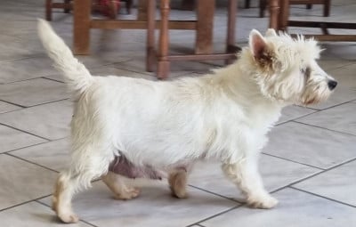 https://chiens-de-france.com/photo/chiens/2025_12/tn200/TN200_202512211209146947d55a1e222.jpg