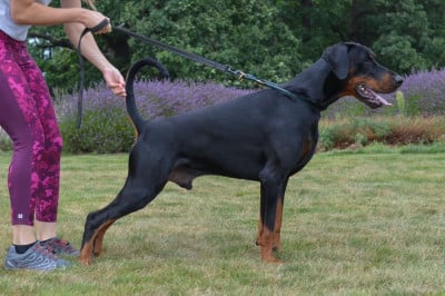 CH. XXL BOHEMIA GOTIKA