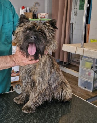 Uncle sam du domaine de kerallan