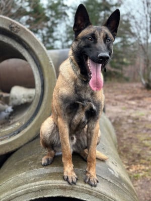 Vulcain du Domaine De La Rebeyrie