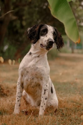 https://chiens-de-france.com/photo/chiens/2025_12/tn200/TN200_20251225181542694d713eb1b5c.jpg