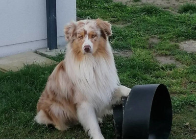 Phalco : Alias Power (Sans Affixe)