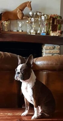 https://chiens-de-france.com/photo/chiens/2025_12/tn200/TN200_202512281053096950fe0530cfe.jpg