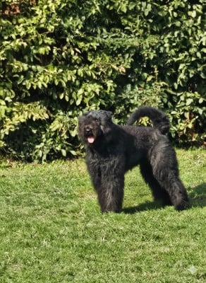 Vasco Van de Doornhoek Titre Initial