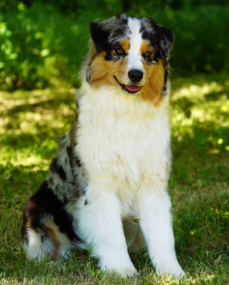 https://chiens-de-france.com/photo/chiens/2025_12/tn200/TN200_20251228182048695166f0d264a.jpg