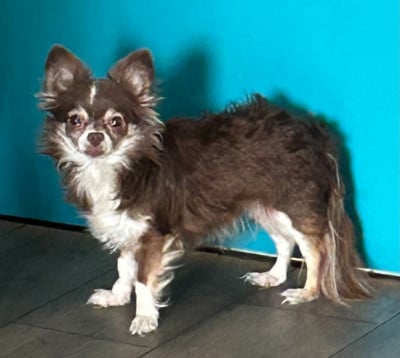 https://chiens-de-france.com/photo/chiens/2025_12/tn200/TN200_202512282247006951a554420a8.jpg
