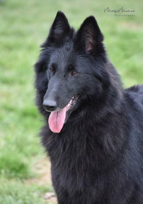 https://chiens-de-france.com/photo/chiens/2025_12/tn200/TN200_20251230074409695374b92ae72.jpg