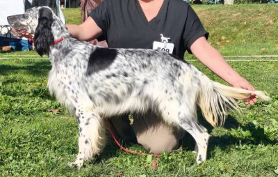 https://chiens-de-france.com/photo/chiens/2025_12/tn200/TN200_2025123020522569542d79d8898.jpg