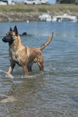 VMAX du domaine du Cam?l?on