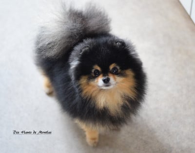 CH. Crazy Charms Versace