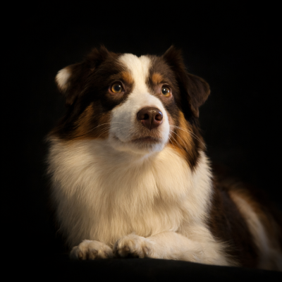 https://chiens-de-france.com/photo/chiens/2025_12/tn200/TN200_20260115161212696903cc8445b.png