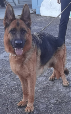 https://chiens-de-france.com/photo/chiens/2025_12/tn200/TN200_2026011518004469691d3cc0c77.jpg