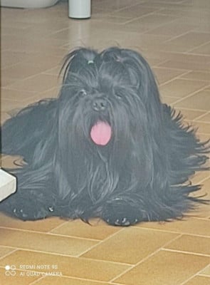 Reglisse dit BLACKI (Sans Affixe)