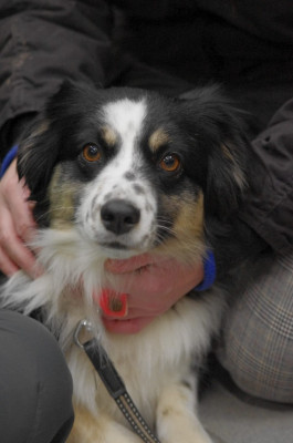 https://chiens-de-france.com/photo/chiens/2025_12/tn200/TN200_2026030822013169ade3ab478e7.jpg