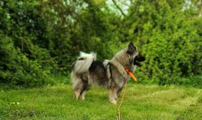 https://chiens-de-france.com/photo/chiens/2025_12/tn200/TN200_2026041609035669e089dc1c2b5.jpg
