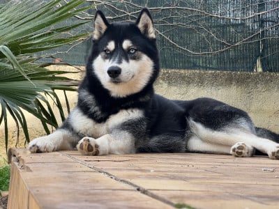 https://chiens-de-france.com/photo/chiens/2025_12/tn200/TN200_2026041819174069e3bcb44ab06.jpg