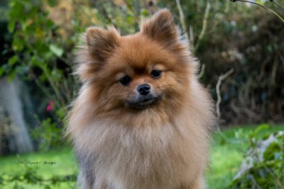 https://chiens-de-france.com/photo/chiens/2025_12/tn200/TN200_202605291451276a198bcfe1e1e.jpg