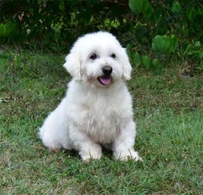 https://chiens-de-france.com/photo/chiens/2025_12/tn200/TN200_202606102032466a29adce37b11.jpg