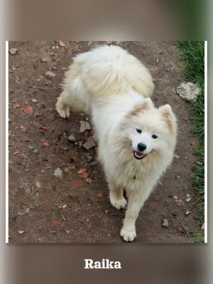 https://chiens-de-france.com/photo/chiens/2025_12/tn200/TN200_202606151227026a2fd376b4d8a.jpg