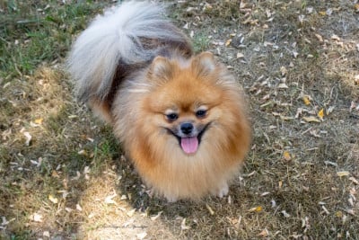 https://chiens-de-france.com/photo/chiens/2025_12/tn200/TN200_202606240202306a3b1e9612153.jpg