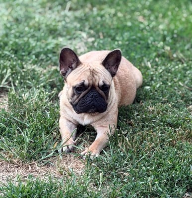 https://chiens-de-france.com/photo/chiens/2025_12/tn200/TN200_202607090754106a4f3782770e2.jpg