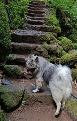 https://chiens-de-france.com/photo/chiens/2025_12/tn200/TN200_202607291534066a6a014eafcbd.jpg