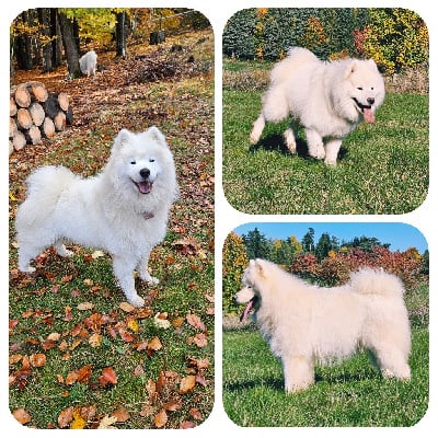 Voila goku du chemin de la belle etoile