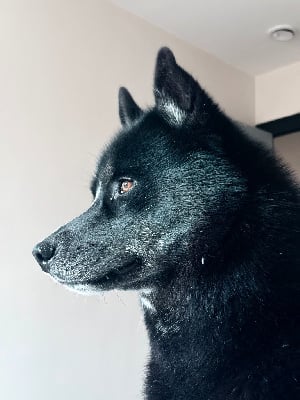 CH. Vito De La Vall?e Des P?pites