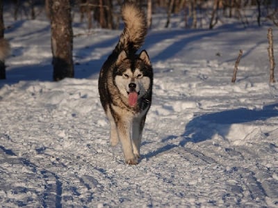 https://chiens-de-france.com/photo/chiens/2025_12/tn200/TN200_chiens-Alaskan-Malamute-2bb08696-7b23-4b84-21e2-e0cba93acebd_min.jpg