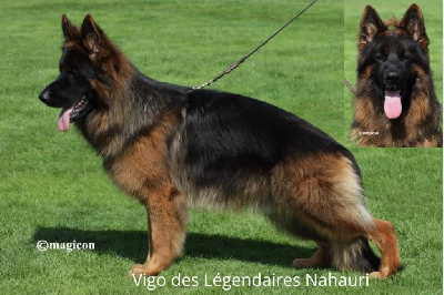 CH. Vigo des L?gendaires Nahauri