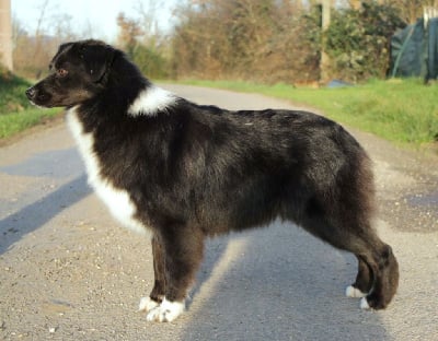 https://chiens-de-france.com/photo/chiens/2025_12/tn200/TN200_chiens-Berger-Australien-6512b107-78ed-88e4-45ee-8cc0e14c9dfa_min.jpg