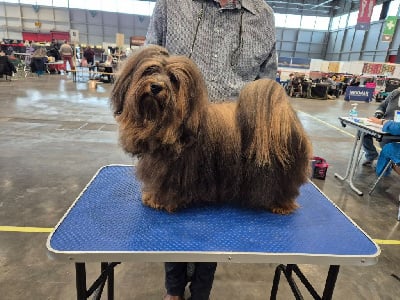 CH. Voltaire Du Domaine De Bri?re