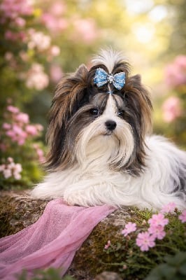 Fenix sharm of dnipro