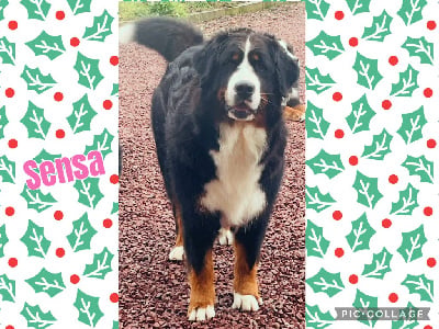 https://chiens-de-france.com/photo/chiens/2025_12/tn200/TN200_chiens-Bouvier-Bernois-e8fc601f-be8d-48e4-61ac-65613f82dfed_min.jpg