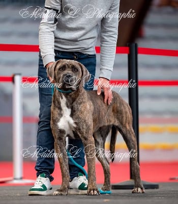 https://chiens-de-france.com/photo/chiens/2025_12/tn200/TN200_chiens-Cane-Corso-ed3ef8cf-b7d6-d904-cd5a-89af1a001d53_min.jpg