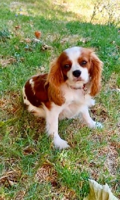 https://chiens-de-france.com/photo/chiens/2025_12/tn200/TN200_chiens-Cavalier-King-Charles-Spaniel-8f202799-f328-6474-31bc-25c801b98e90_min.jpg