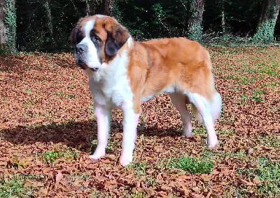 Soren des préludes du chassignolan