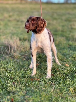 https://chiens-de-france.com/photo/chiens/2025_12/tn200/TN200_chiens-Epagneul-Breton-1559de1e-04da-e194-1174-1149769f79f9_min.jpg