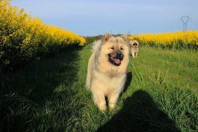 https://chiens-de-france.com/photo/chiens/2025_12/tn200/TN200_chiens-Eurasier-150a6236-8e85-cb84-6171-3266c5db311c_min.jpg