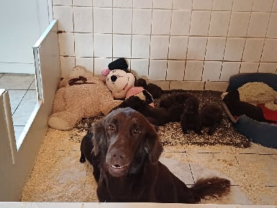 https://chiens-de-france.com/photo/chiens/2025_12/tn200/TN200_chiens-Flat-Coated-Retriever-a4bbbddb-7631-7f04-7921-0a42c73a8e12_min.jpg