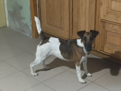 https://chiens-de-france.com/photo/chiens/2025_12/tn200/TN200_chiens-Fox-Terrier-Poil-lisse-c0659e43-d16b-cfc4-adb3-3a5f4b579d4f_min.jpg
