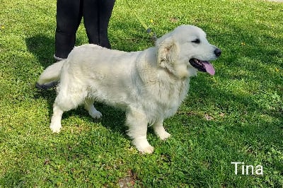 https://chiens-de-france.com/photo/chiens/2025_12/tn200/TN200_chiens-Golden-Retriever-499b533f-f023-eea4-4161-891b289dbc16_min.jpg